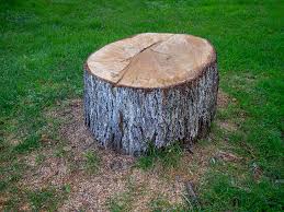 Best Commercial Tree Services  in Langley, WA