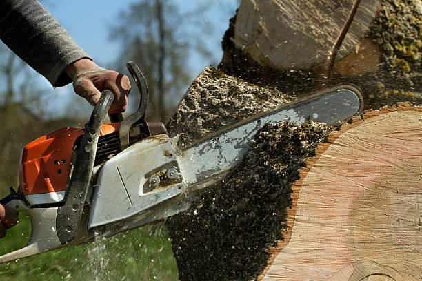 Best Tree Risk Assessment  in Langley, WA